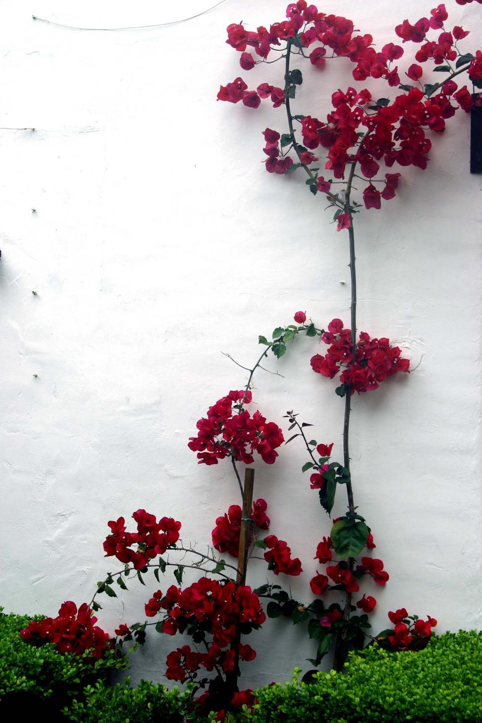 Free Image of White Wall With Red Flowers Growing 