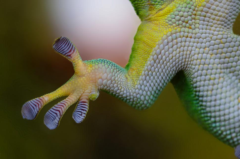 Free Image of Close Up of a Green and Yellow Gecko 