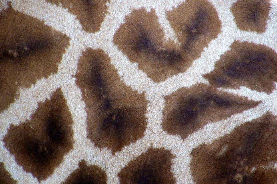 Free Image of Close Up of Giraffes Fur Pattern 