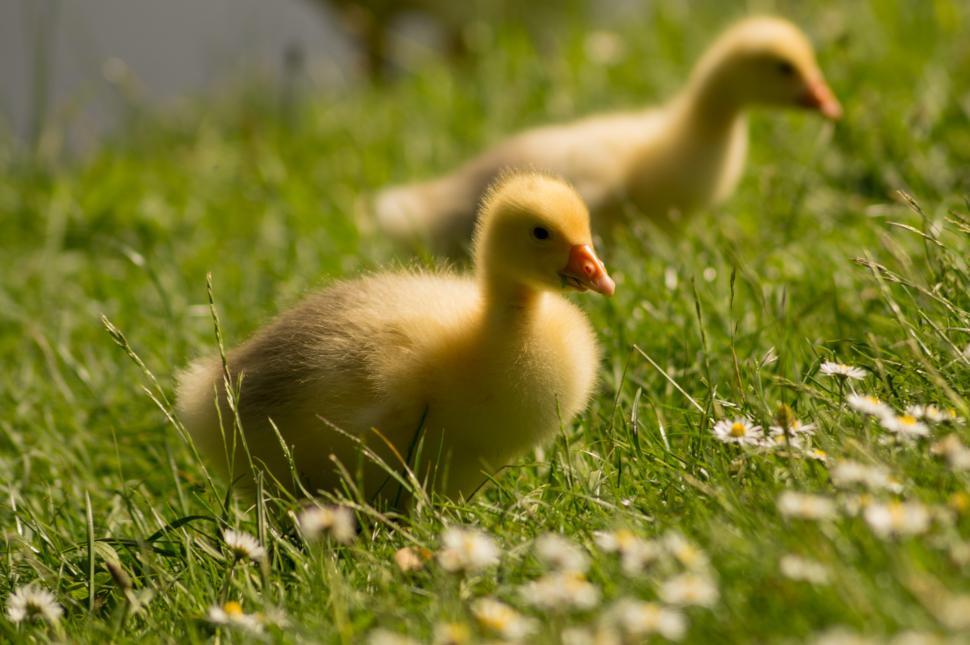 Free Image of Two Ducklings Walking in the Grass 
