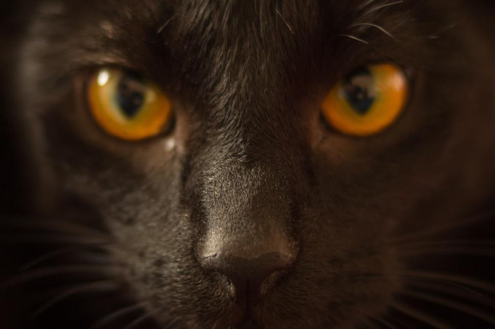 Free Image of Close Up of a Cat With Yellow Eyes 