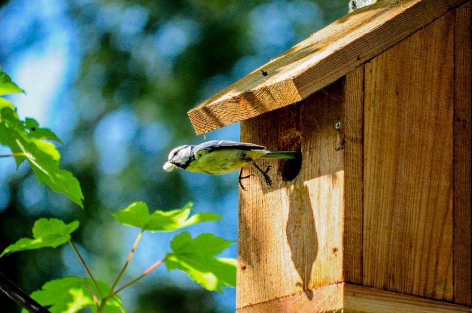 Free Image of Bird Perched on Side of Birdhouse 