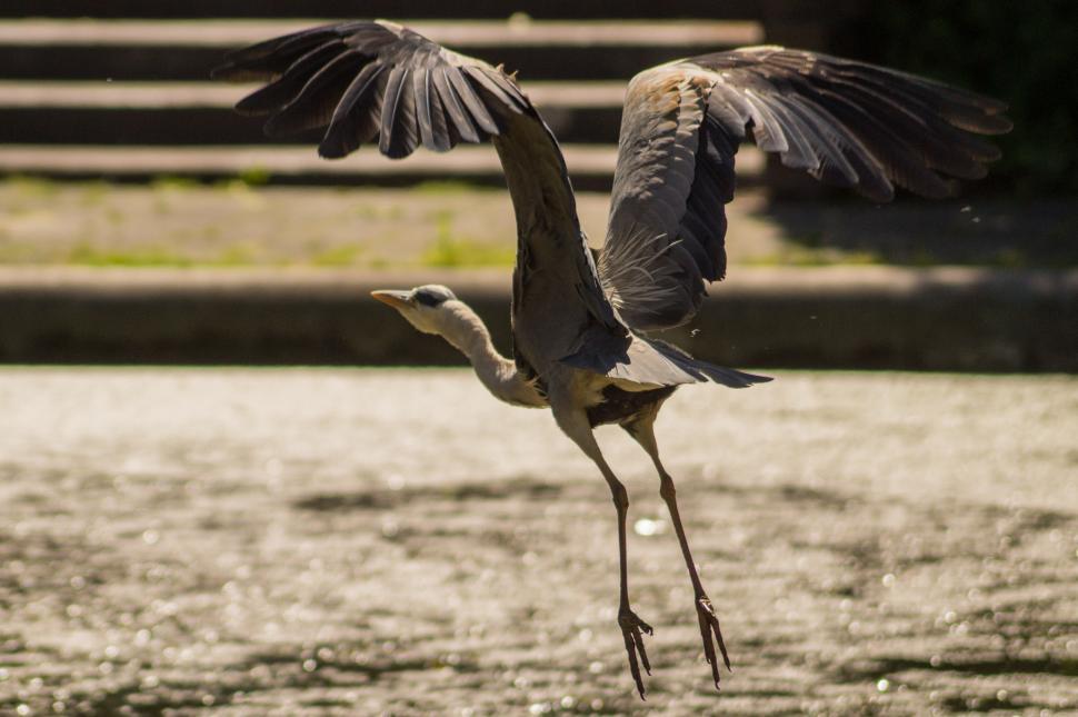 Free Image of ostrich bird ratite wading bird aquatic bird crane black stork stork 