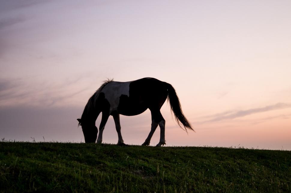 Free Image of Black and White Horse Grazing in Field 