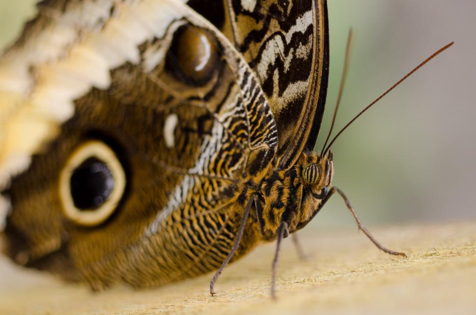 Free Image of Close Up of Butterfly on Table 