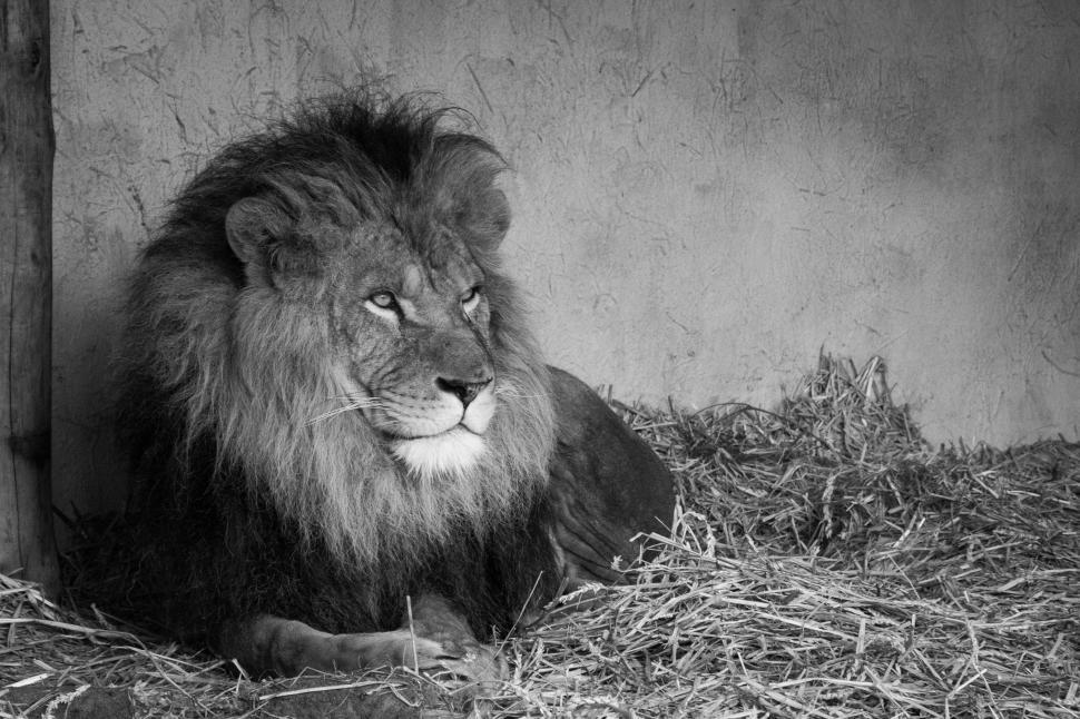 Free Image of Majestic Lion Laying Down 