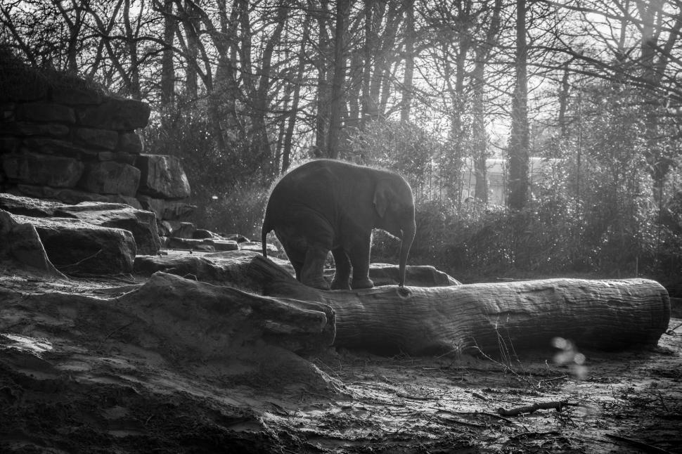 Free Image of elephant mammal indian elephant tusker proboscidean american black bear animal bear african elephant bison 