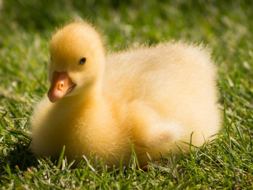 Free Image of Small Duckling Sitting in Grass 