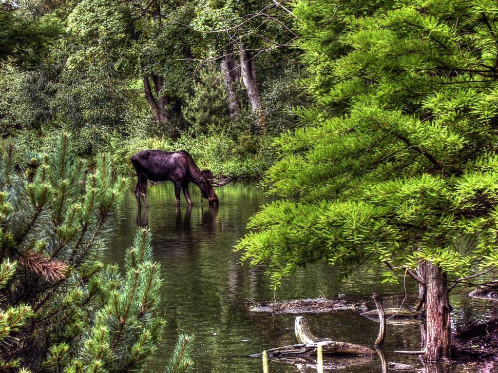 Free Image of Moose Drinking Water From Stream in Woods 