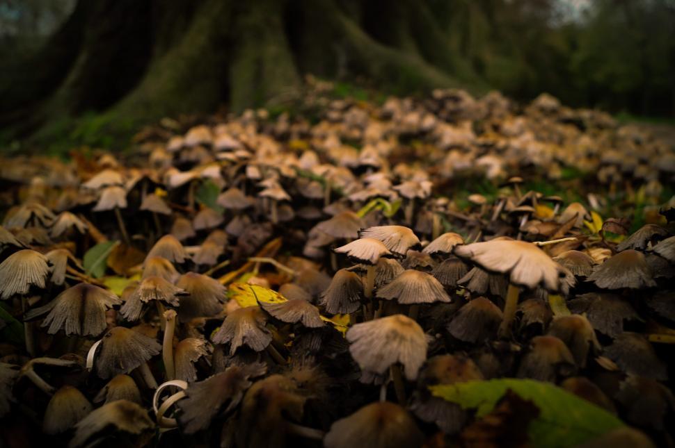 Free Image of A Large Group of Mushrooms in a Forest 