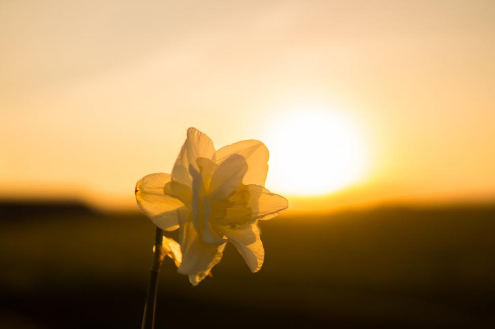 Free Image of Radiant White Flower Facing the Sun 