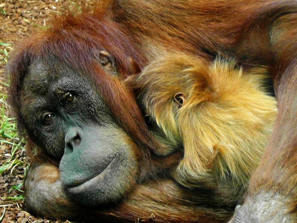 Free Image of Adult Orangutan Holding Baby Orangutan 