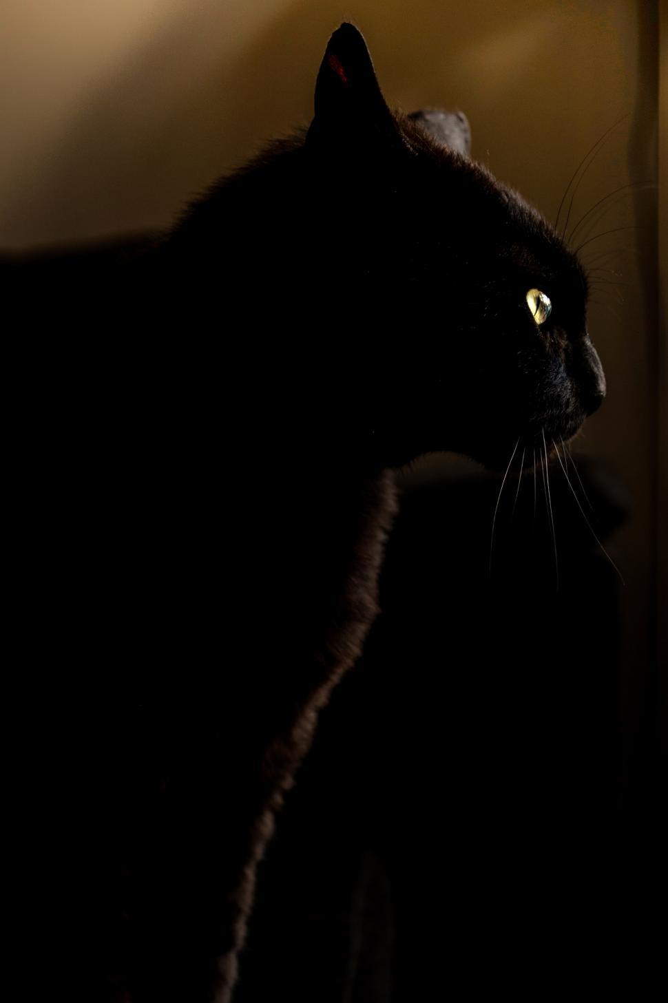 Free Image of Black Cat Sitting in Dark Room 