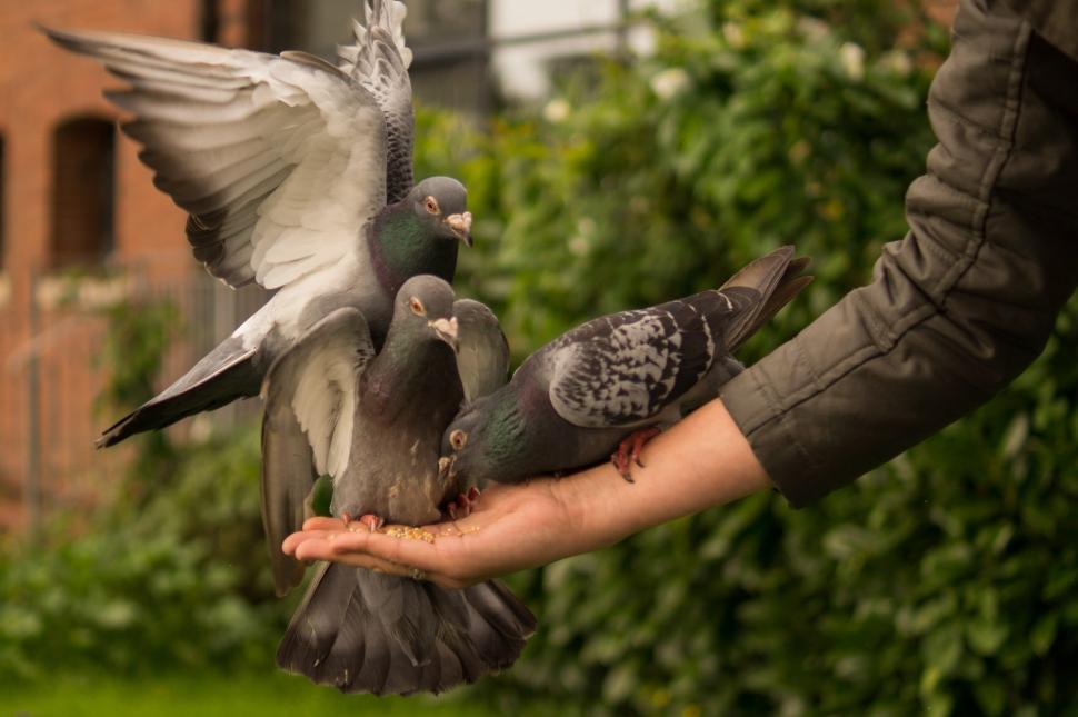 Free Image of Person Holding Bunch of Pigeons in Hands 