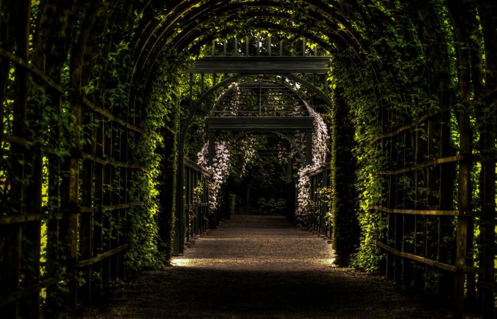 Free Image of Vine-Covered Tunnel With Walkway 
