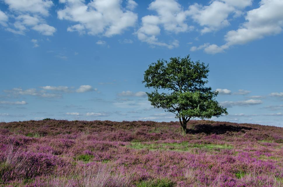 Free Image of Lone Tree in a Field of Purple Flowers 