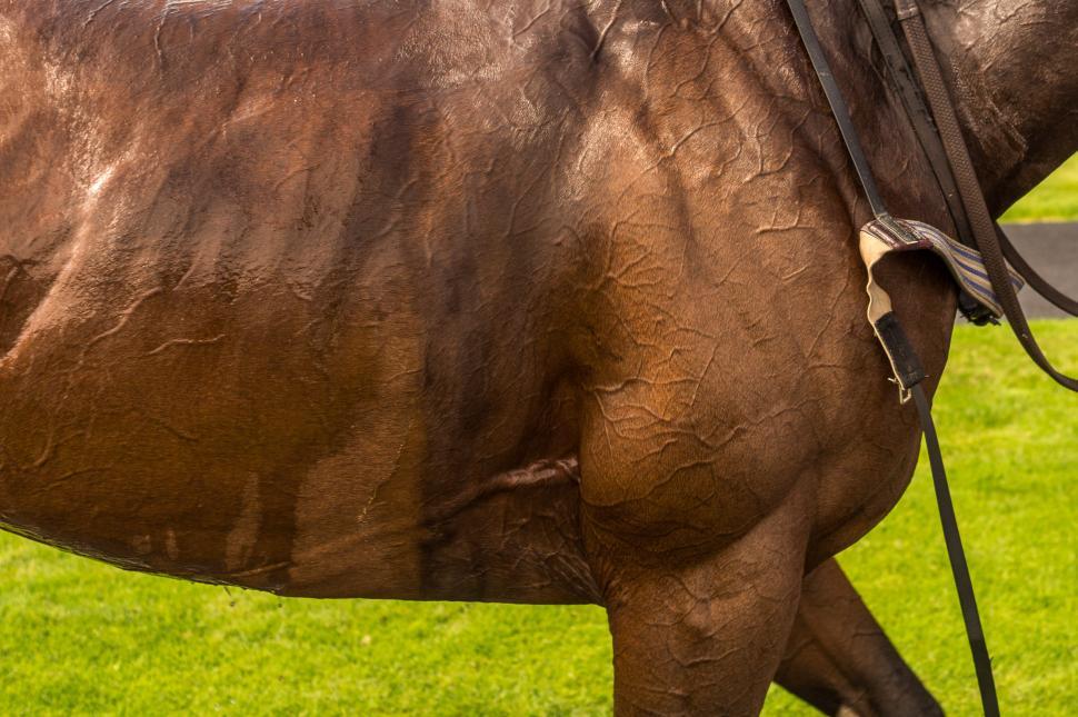Free Image of Close Up of Horse With Bridle On 