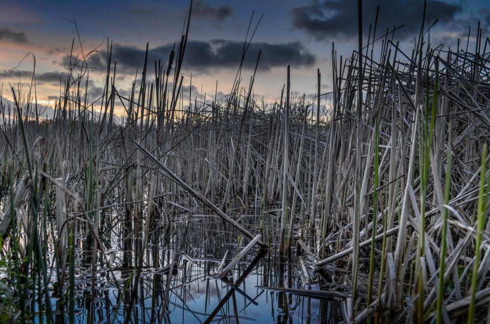 Free Image of Lake Surrounded by Tall Grass Under Cloudy Sky 