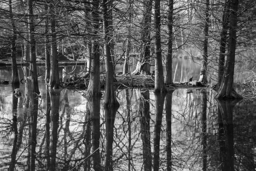 Free Image of Tall Trees Reflected in Water 