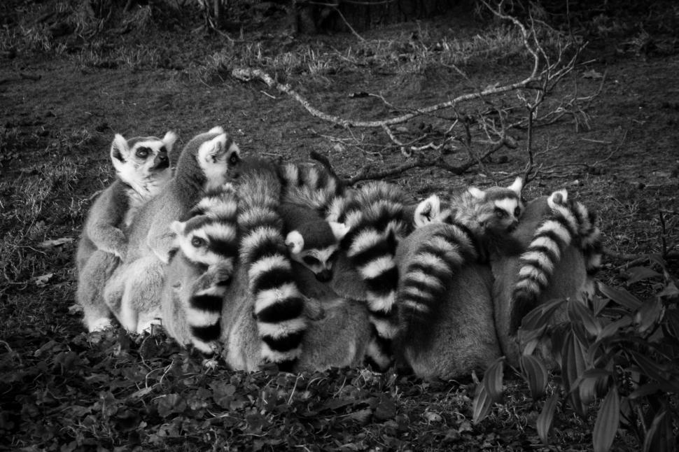 Free Image of Group of Ring-Tailed Lemurs 