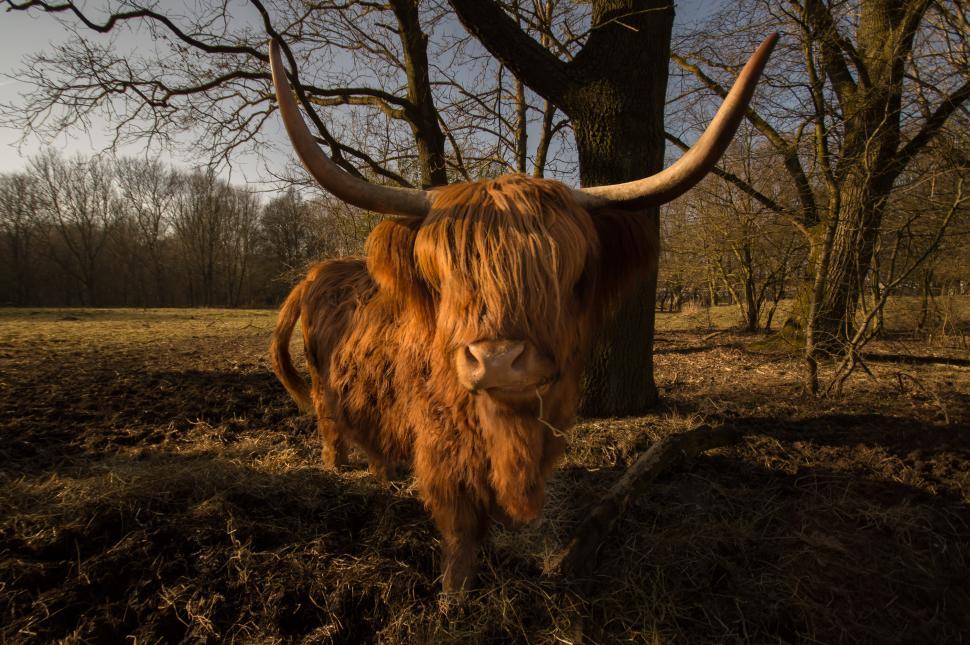 Free Image of Animal With Long Horns Standing in Field 