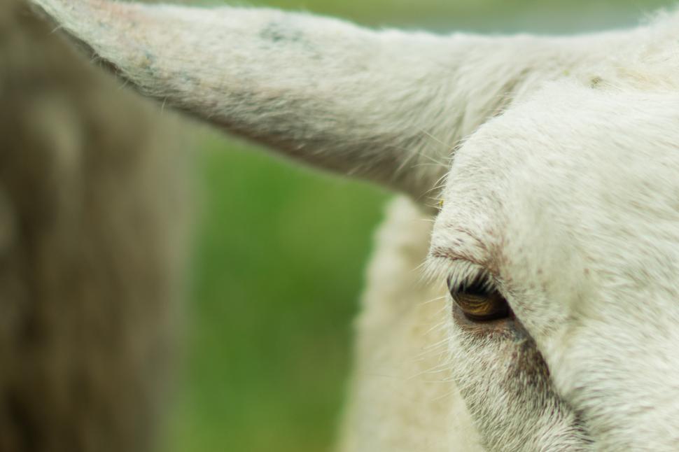 Free Image of Close Up of Goats Face With Blurred Background 
