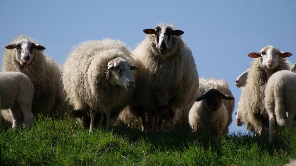 Free Image of Herd of Sheep Standing on Lush Green Hillside 