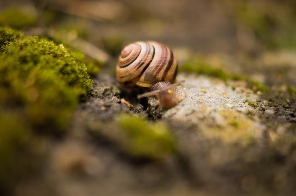 Free Image of A Snail Crawling on a Mossy Surface 