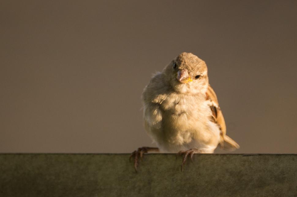 Free Image of Small Owl Perched on Roof 
