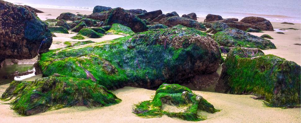 Free Image of Green Moss Covered Rocks on a Sandy Beach 