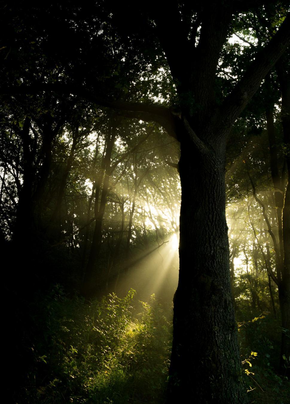 Free Image of Sun Shines Through Trees in the Forest 
