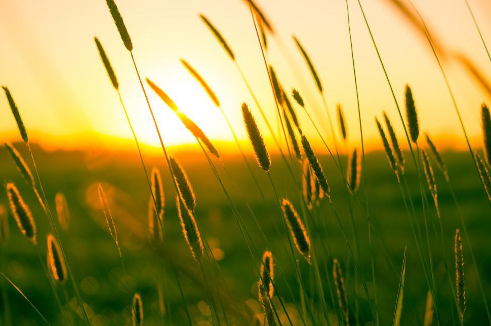 Free Image of Grassy Field With Setting Sun 