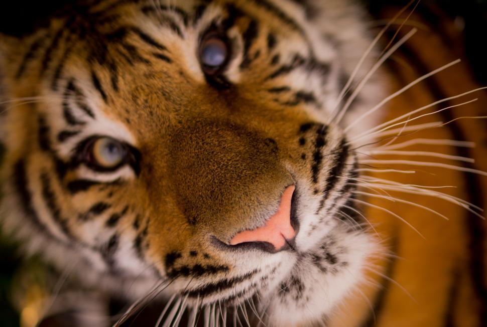 Free Image of Close Up of Tigers Face With Blurry Background 