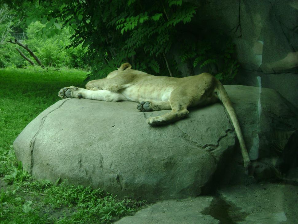 Free Image of Sleepy Lioness 