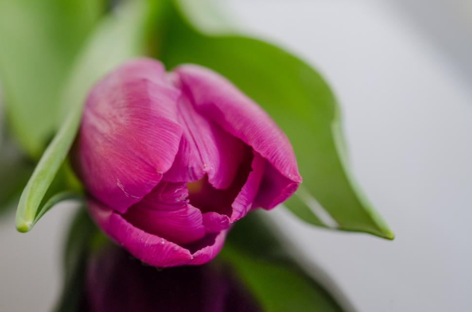 Free Image of Pink Tulip on Table 