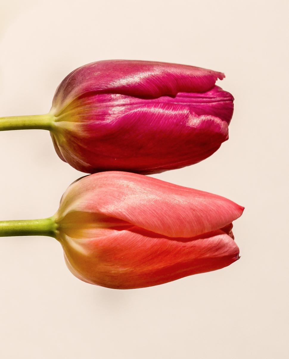 Free Image of Two Pink Tulips on a White Background 