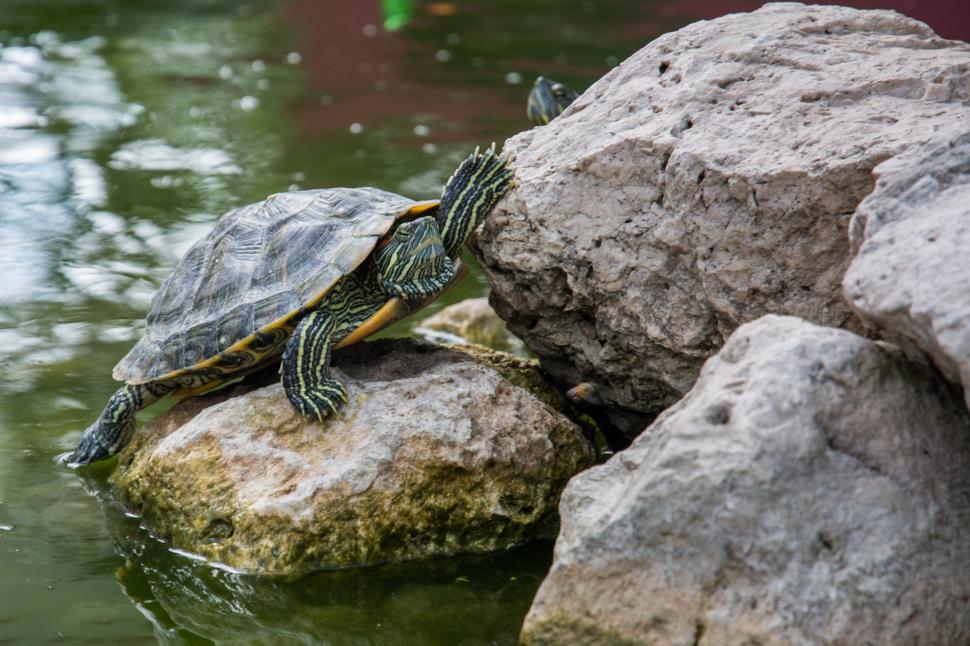 Free Image of Turtle Sitting on Top of Rock in Pond 