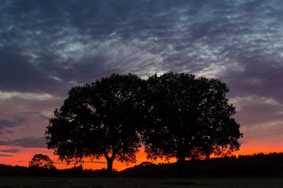 Free Image of Lone Tree Silhouetted Against Sunset 