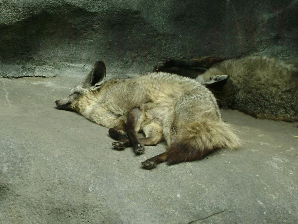 Free Image of Sleepy Fox 