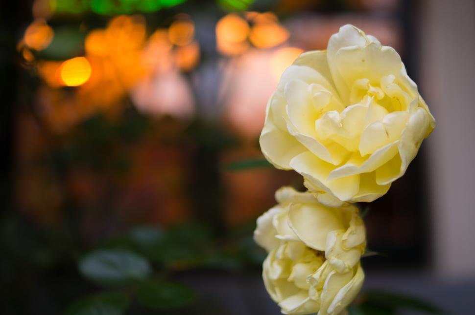 Free Image of Close Up of a Yellow Flower With Blurry Lights 
