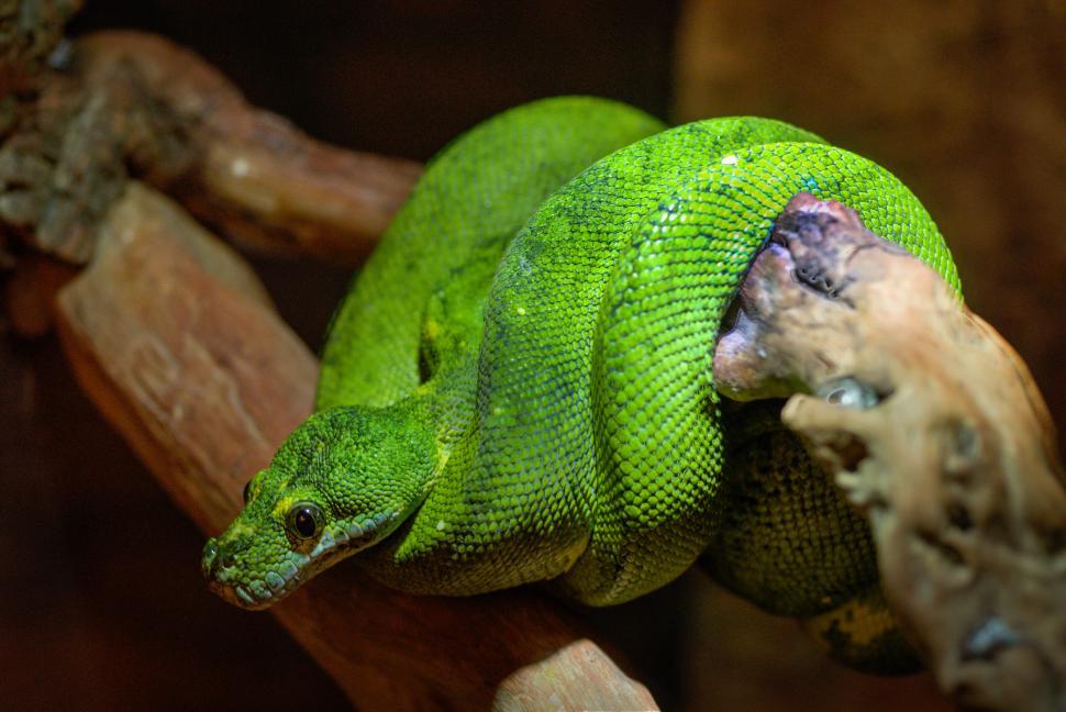 Free Image of Green Snake Sitting on Top of Wooden Branch 