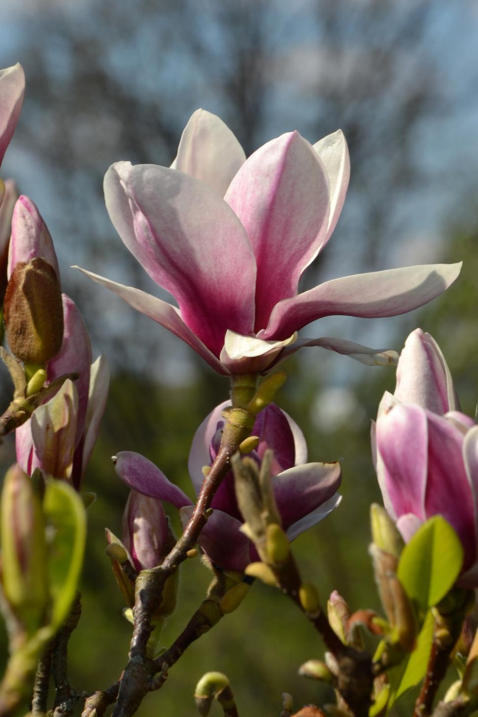 Download Free Stock Photo of Saucer magnolia  