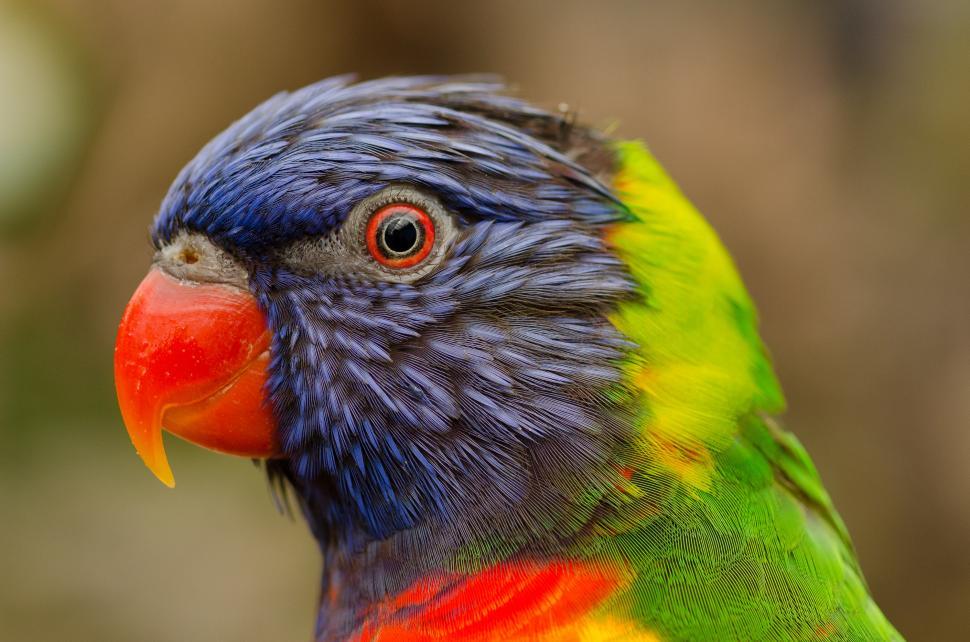 Free Image of Colorful Bird With Red, Yellow, and Green Beak 