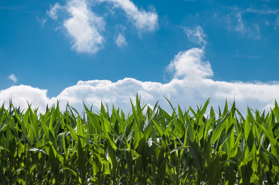 Free Image of Corn Field Under Blue Sky With Clouds 