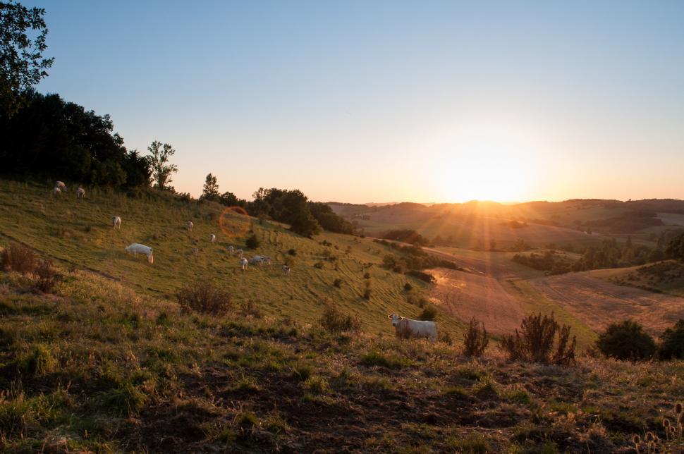 Free Image of Sun Setting Over Grassy Hill 