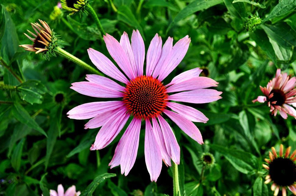 Free Image of Purple Flower With Red Center Surrounded by Other Flowers 