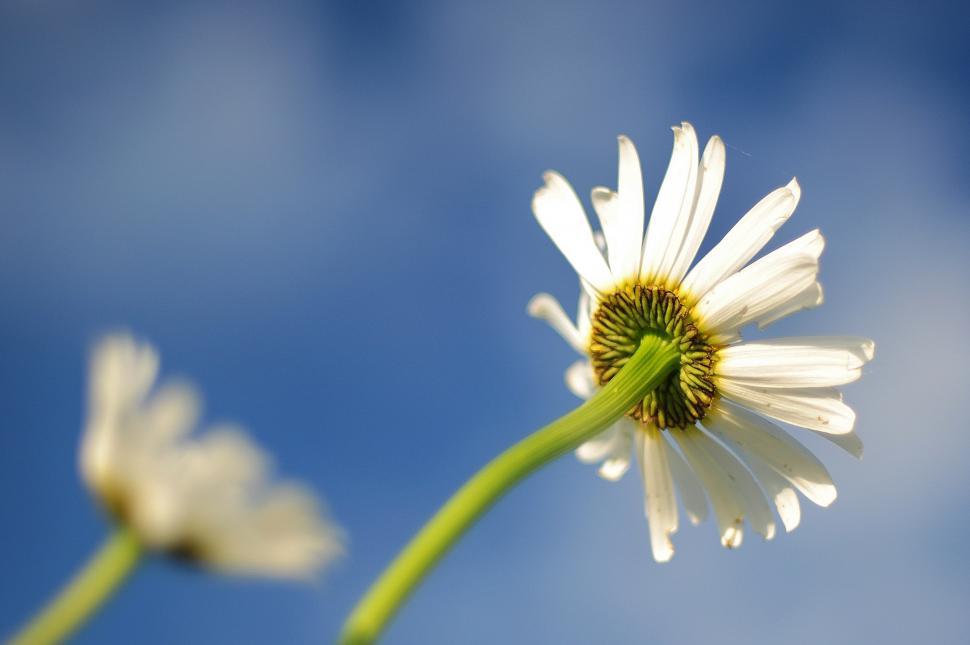 Free Image of Close-Up of a Flower With Blue Sky Background 