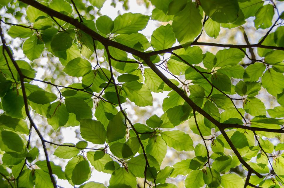 Free Image of The Leaves of a Tree Are Green 