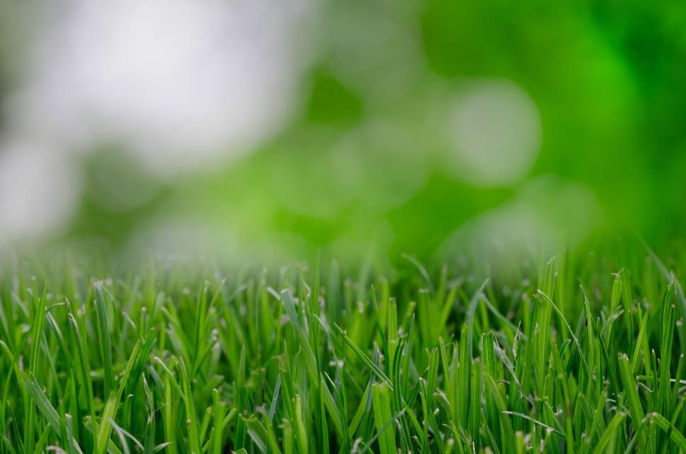 Free Image of Close Up of Green Grass With Blurry Background 