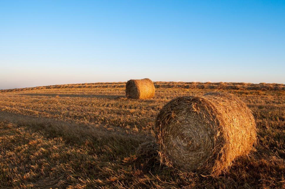 Free Image of Hay Bales in a Field 